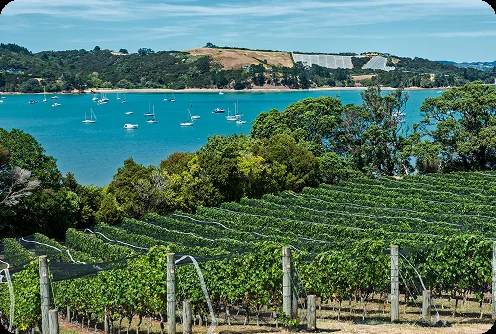 Waiheke Island vineyard visited on a private yacht itinerary, for VIP yacht experiences from Auckland